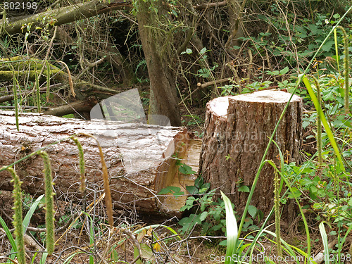 Image of Chopped down tree.