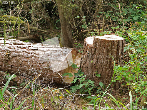 Image of  Chopped down tree.