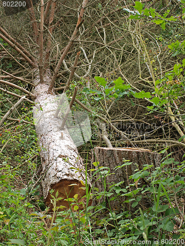 Image of     Chopped down tree.