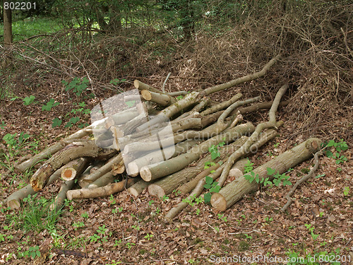 Image of Pile of logs.