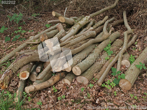 Image of  Pile of logs.