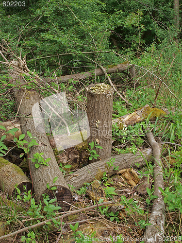 Image of Pile of logs.