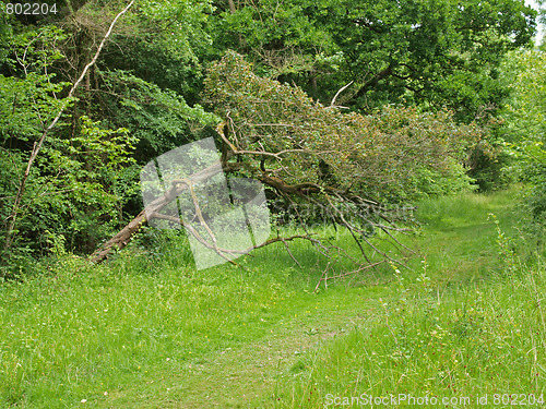 Image of  British woodland in early summer.