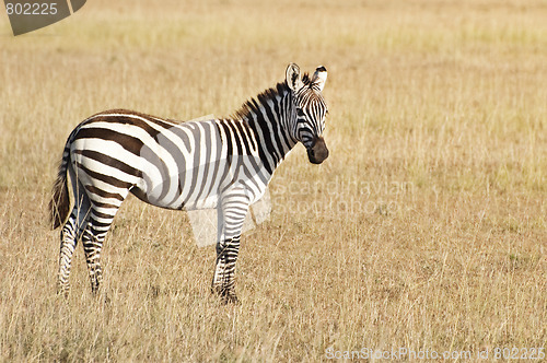 Image of Common zebra