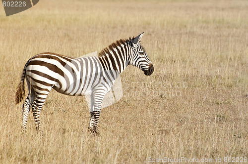 Image of Plains zebra