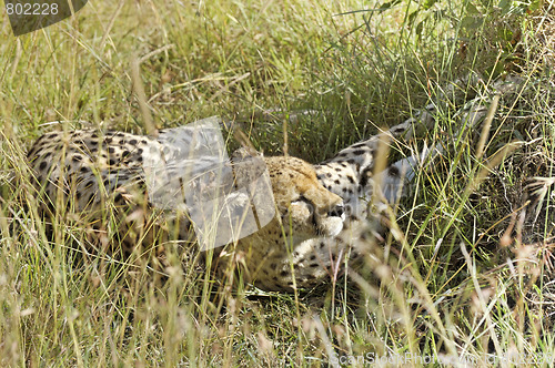 Image of cheetah