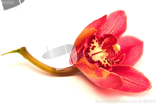Image of red orchid