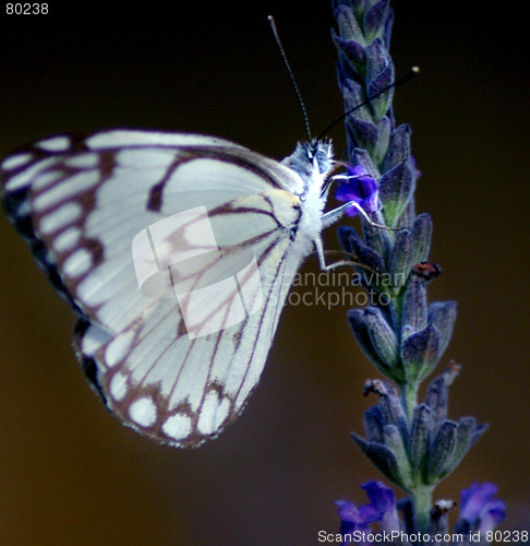 Image of Butterfly 1