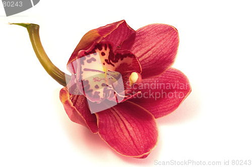 Image of oriental orchid