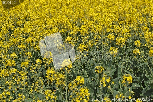 Image of Oil seed rape (Canola)