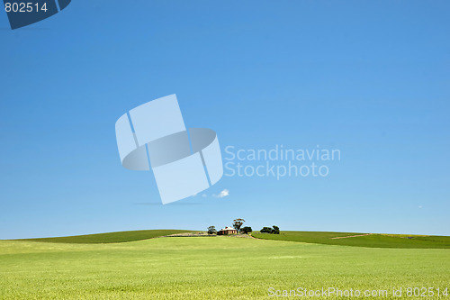 Image of farm has fields of wheat 