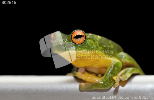 Image of tree frog on metal rail