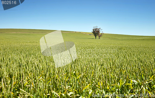 Image of farm has fields of wheat 