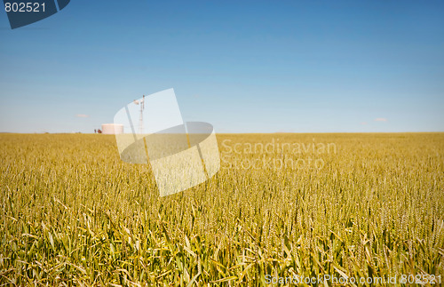 Image of farm has fields of wheat 