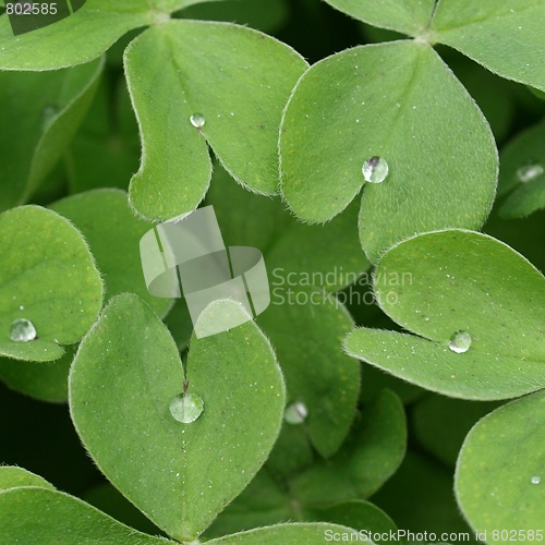 Image of Shamrock
