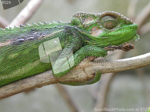 Image of Sleeping Chameleon