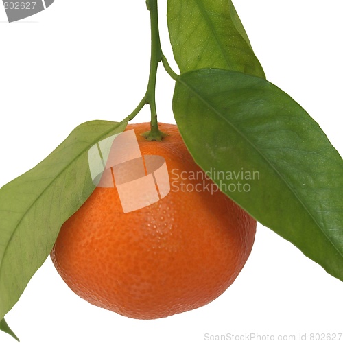 Image of Tangerine