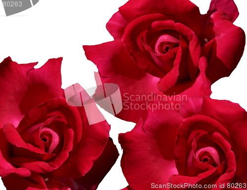 Image of red roses isolated