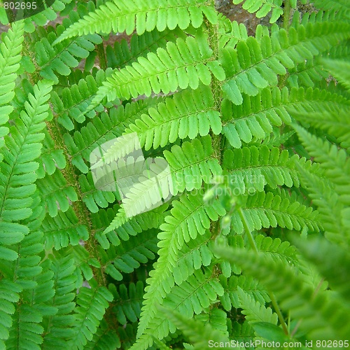 Image of Fern leaves