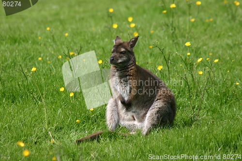 Image of Wallaby