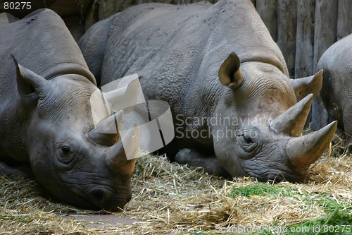Image of Sleeping Rhinos