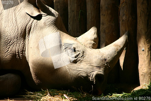 Image of Rhino