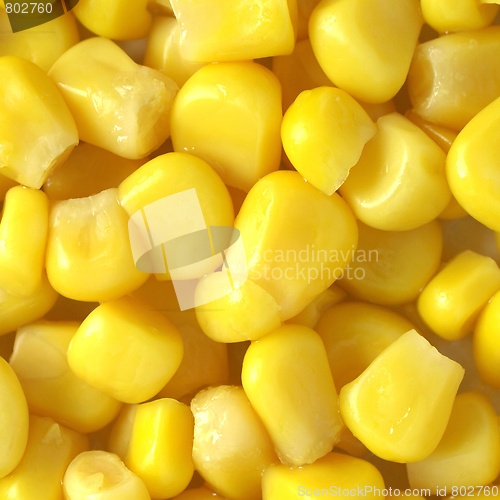 Image of Maize corn