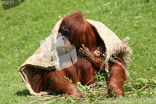 Image of Orang-utan - Mother and Child