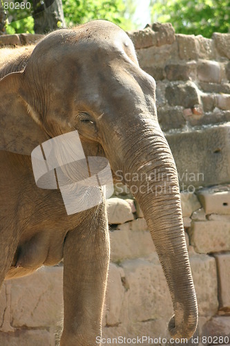 Image of The Shy Elephant