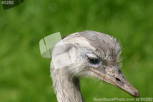 Image of Supermodel  Emu
