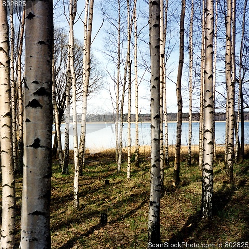 Image of Birch trees