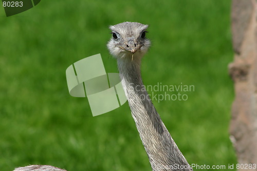 Image of Emu - Hello Boys