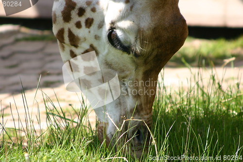 Image of Giraffe's Dinner