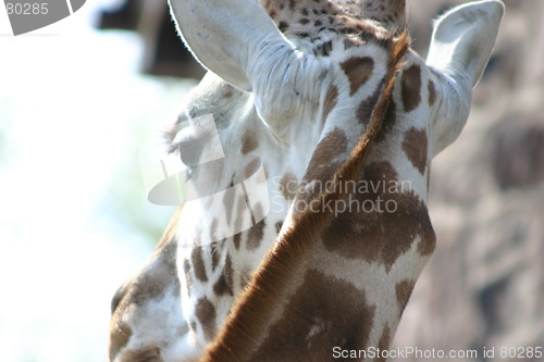 Image of Giraffe - Who Me