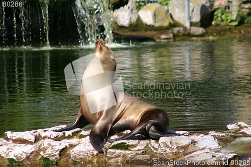 Image of Sea Lion