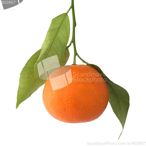 Image of Tangerine