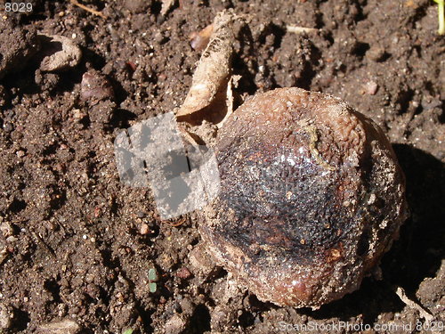 Image of Mouldy Lemon