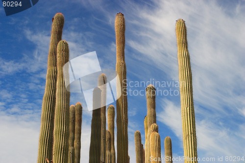 Image of cactus