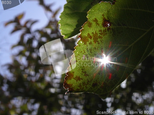 Image of Sunlight Through Leaf