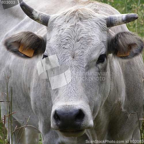 Image of Cow cattle