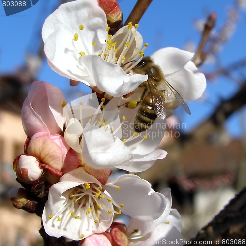 Image of Bee fetching nectar from flower