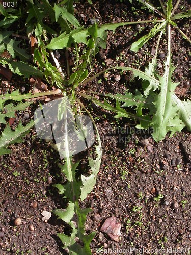 Image of Weeds Like Palm Trees