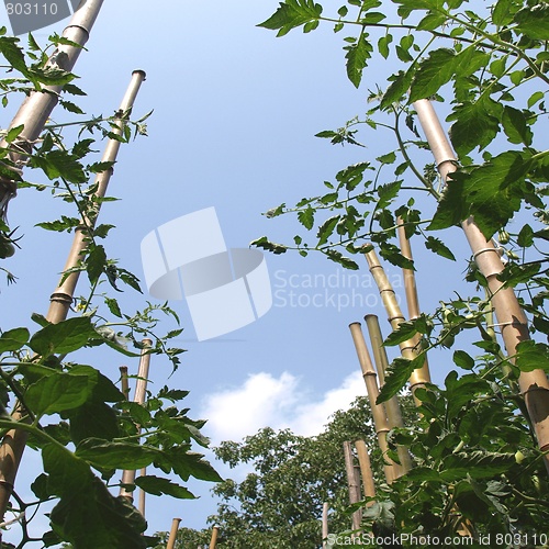 Image of Tomato plants