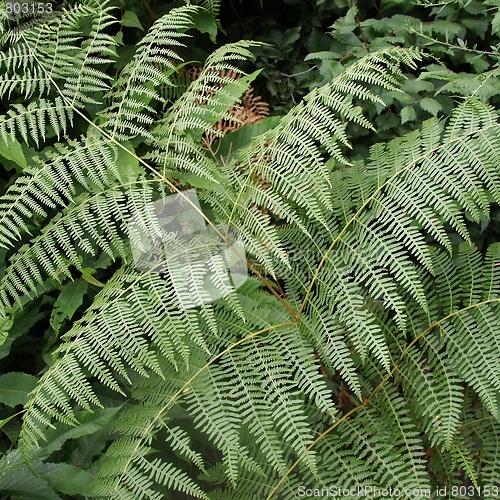 Image of Fern