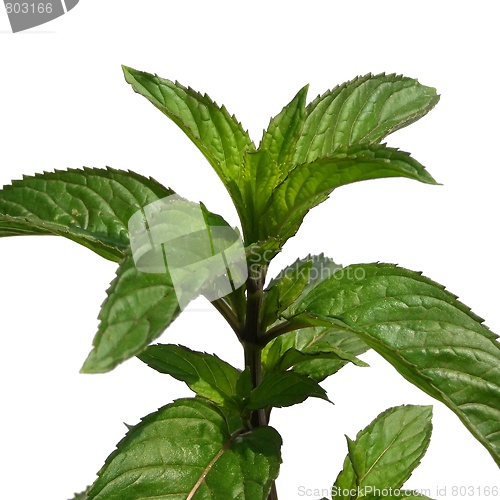 Image of Peppermint isolated