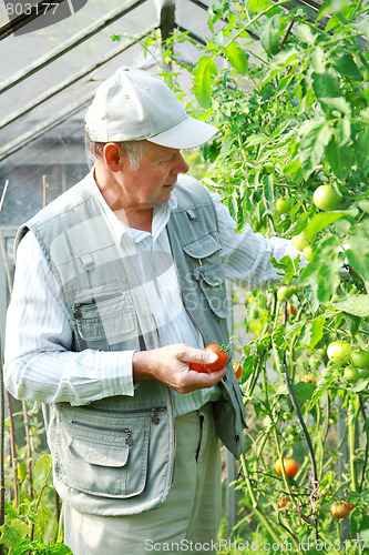 Image of Harvest from glasshouse