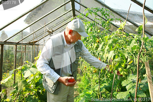 Image of Harvest from glasshouse