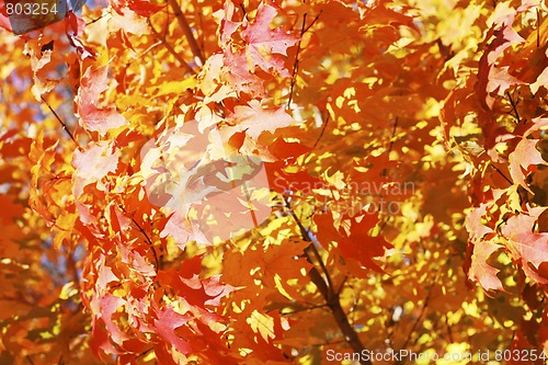 Image of autumn leaves