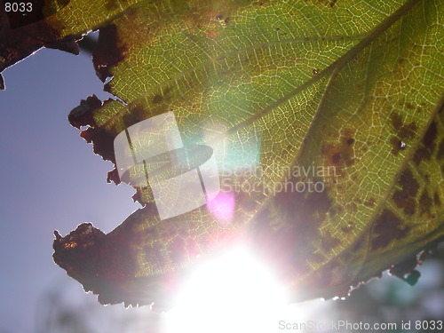 Image of Sunburst Leaf