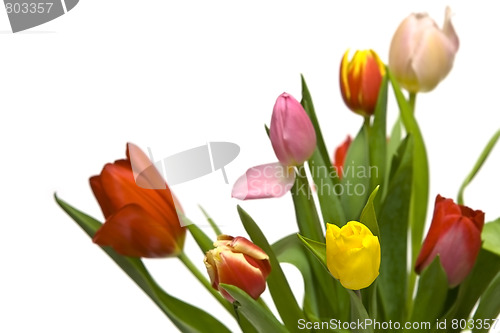 Image of Beautiful tulips